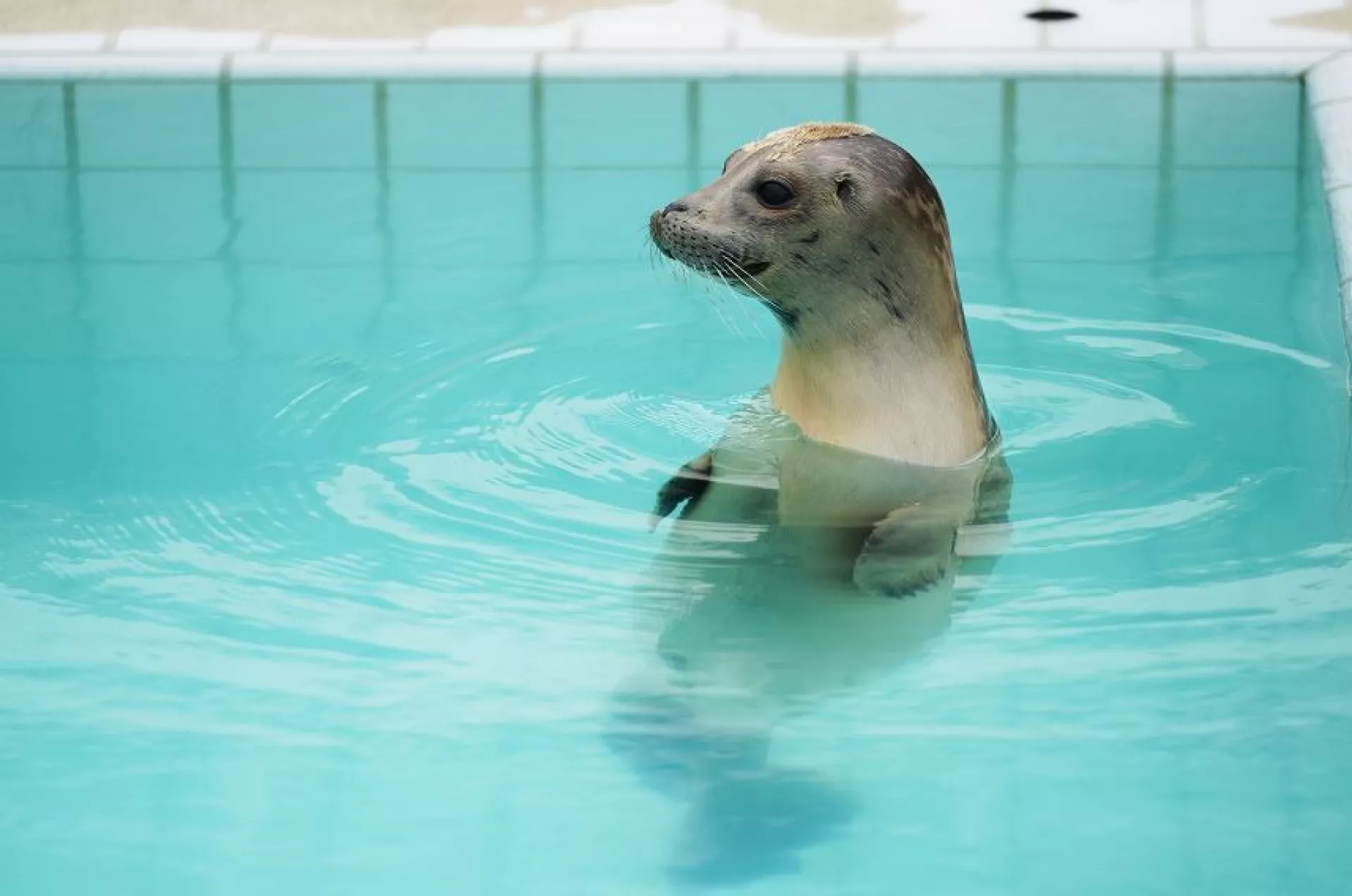 Zeehond in water