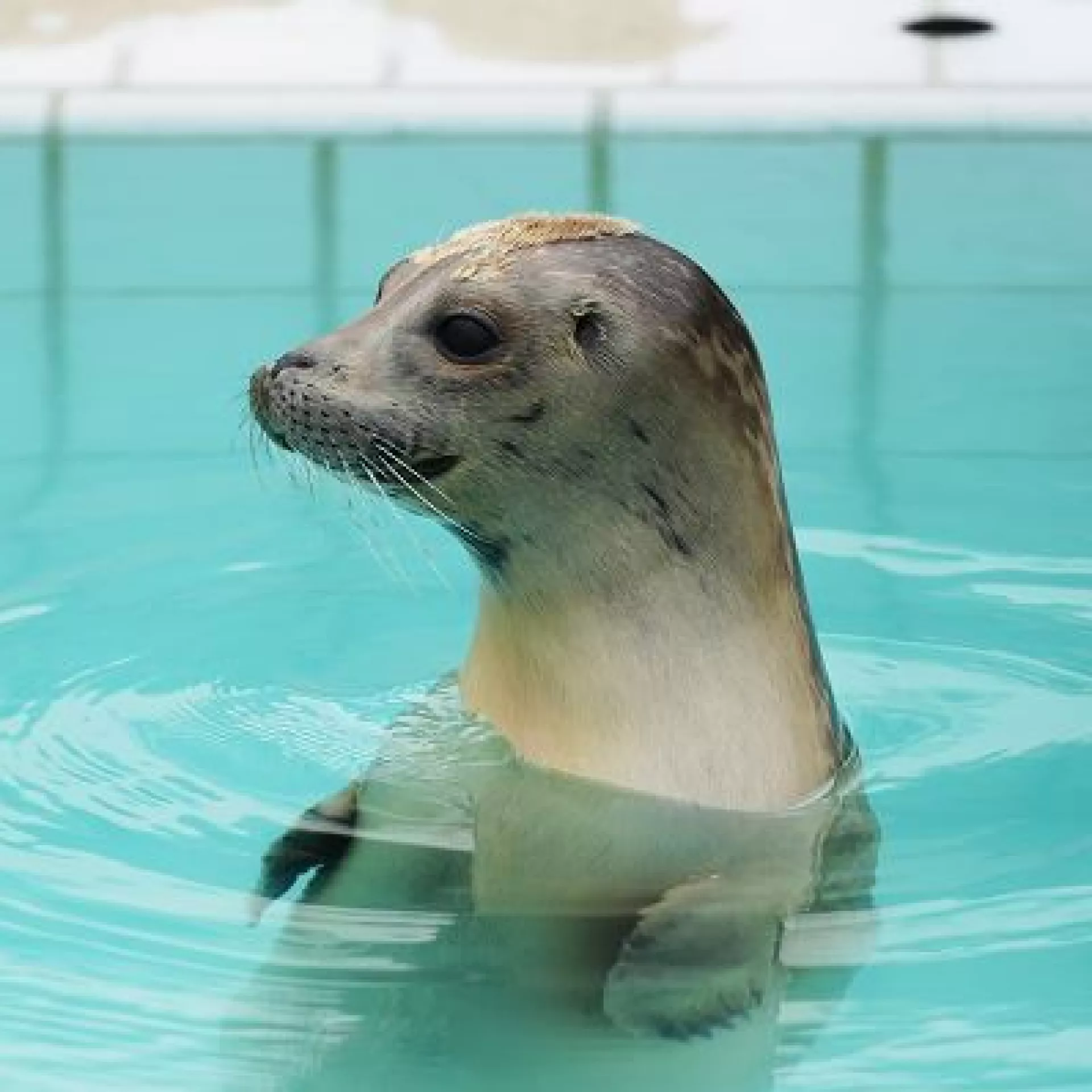 Zeehond in water